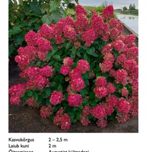 Aedhortensia "Firelight"