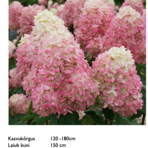 Aedhortensia "Limelight Prime"