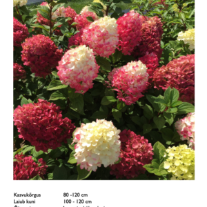 Aedhortensia "Little Lime Punch"