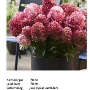 Aedhortensia "Living Little Rosy"