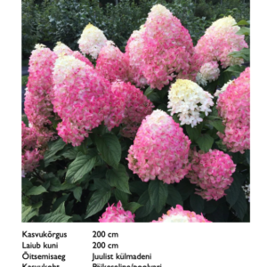 Aedhortensia "Quick Fire FAB"