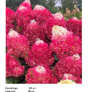 Aedhortensia "Living Red Velvet"